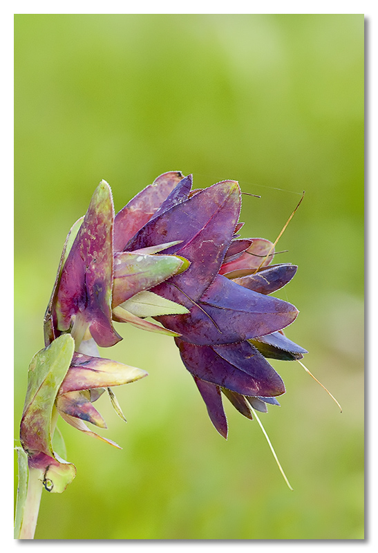 Cerinthe major